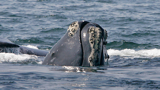 Things Continue to Look Really Dark for North Atlantic Right Whales